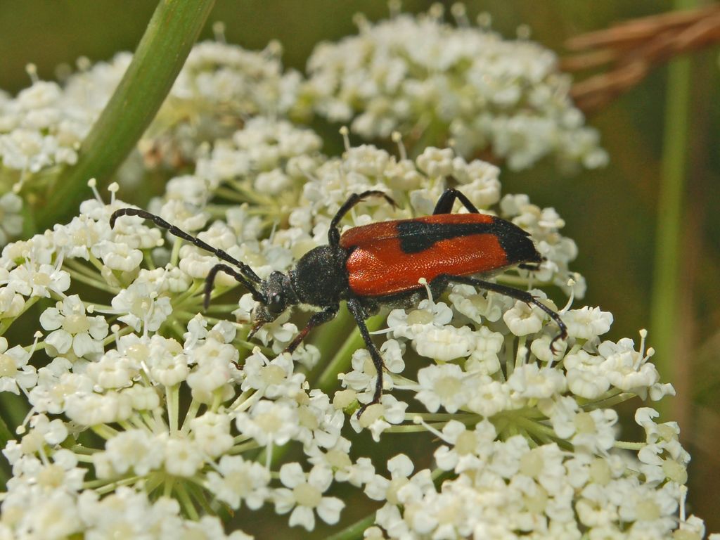 Stictoleptura cordigera del Genovesato